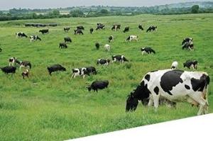 Ketosis in Cattle - Detection and Prevention