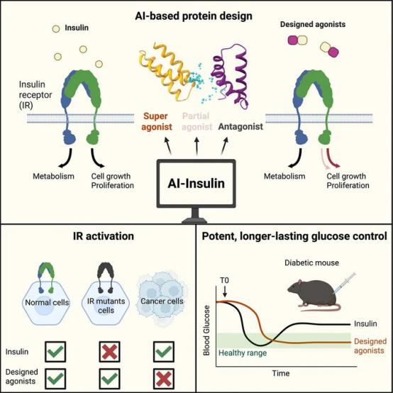 Tuning Insulin Receptor Signaling with AI-Designed Agonists: A New Class of Diabetes Therapy That Mitigates Cancer Risk