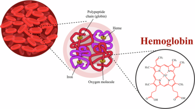 Hemoglobin Testing in Daily Life: Focus on Rapid and Point-of-Care Methods