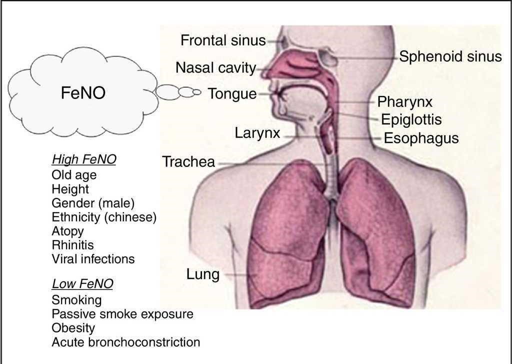 Understanding FeNO and FnNO: A Guide to Breath Tests for Airway Health