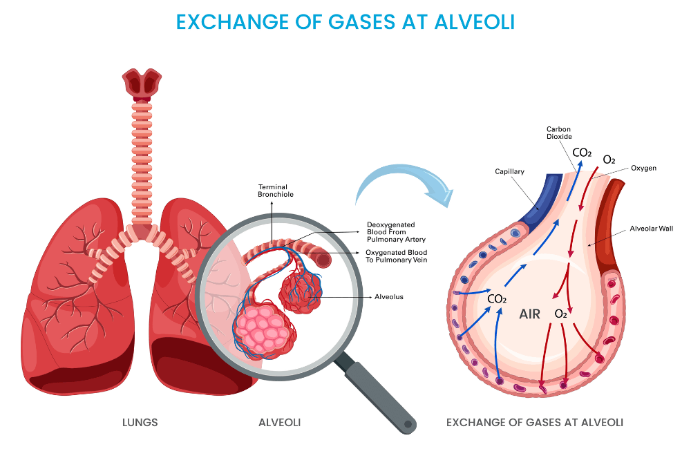 The Breath of Discovery: How a Simple Lung Test is Unlocking the Secrets of the "Quiet Zone"