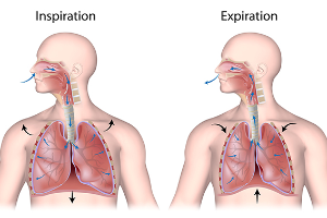Breathing Your Way to Better Lung Function: A Simple Science-Backed Guide